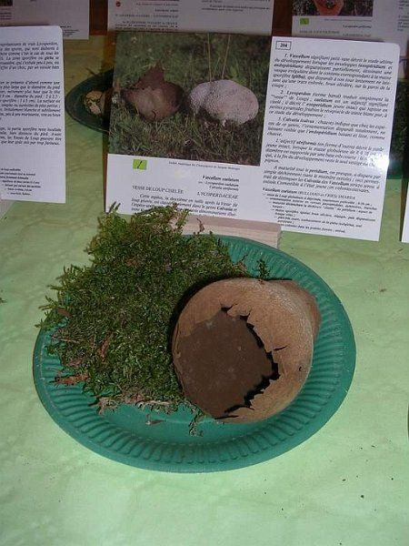 Expo champignons a St Leger 32